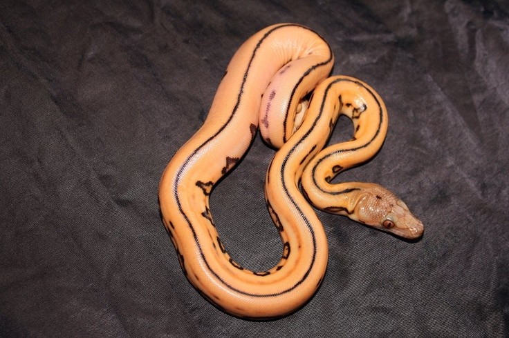 Photo:  Sun Super Tiger Reticulated Python